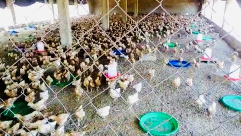 Des centaines de volailles tuées par la grippe aviaire au Burkina Faso