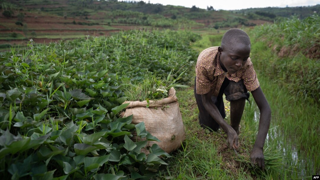 Mtoto mwenye umti wa miaka 13 akikata majani ya ng'ombe huko Rwanda Novemba 7, 2020. Picha na Simon Wohlfahrt / AFP. 