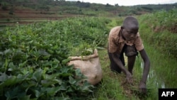 Mtoto mwenye umti wa miaka 13 akikata majani ya ng'ombe huko Rwanda Novemba 7, 2020. Picha na Simon Wohlfahrt / AFP. 