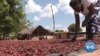 Oxfam: Chocolate Makers Reap Profits, But Not Cocoa Farmers