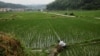 북한, ‘장립종’ 쌀 대거 수입...2월 대중국 수입액 1위