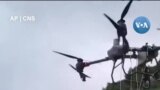 Thu hoạch cam bằng máy bay không người lái