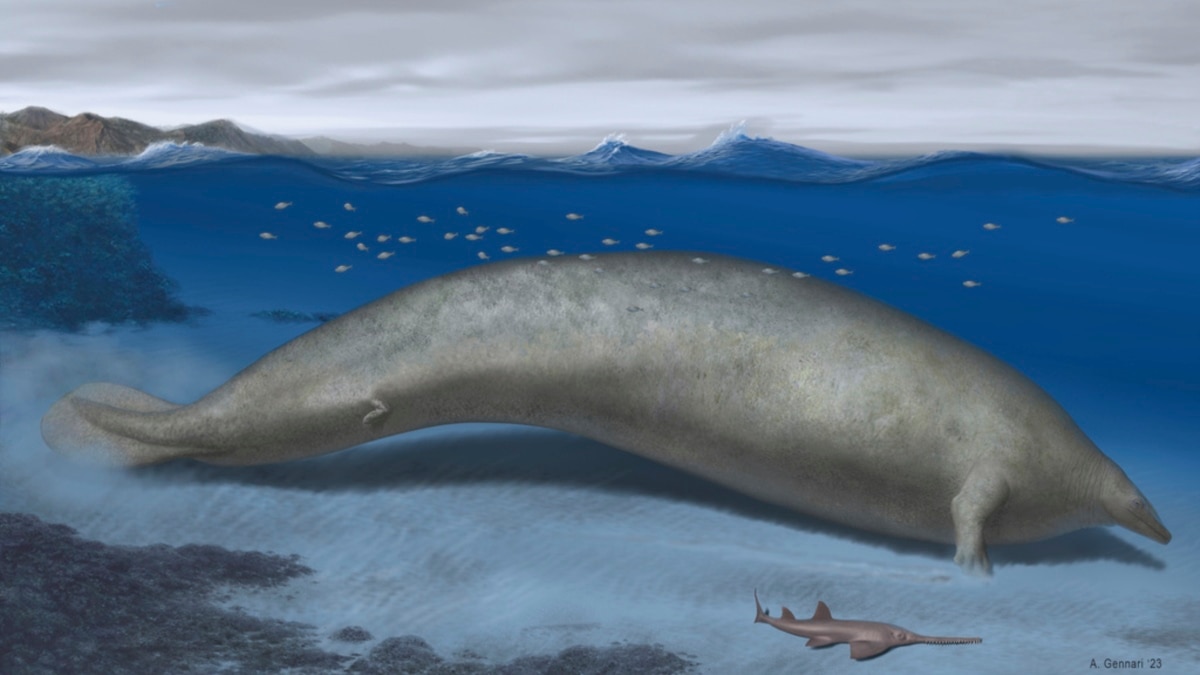 Heaviest Animal Ever May be Ancient Whale Found in Peruvian Desert