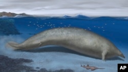 In this 2023 artist illustration by Alberto Gennari, Perucetus colossus is reconstructed in its coastal habitat, with an estimated body length of about 20 meters. 