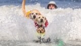 (From front to back) Carson, Rosie and Charlie Surfs Up compete during the World Dog Surfing Championships in Pacifica, California, Aug. 5, 2023. T