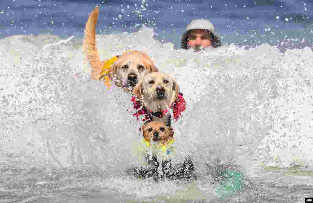 (From front to back) Carson, Rosie and Charlie Surfs Up compete during the World Dog Surfing Championships in Pacifica, California, Aug. 5, 2023. T