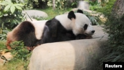 FILE - Giant panda Ying Ying rests at her enclosure at Ocean Park Hong Kong, in Hong Kong, China, Sept. 11, 2019.