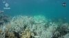 VOA Asia Weekly: Historic Coral Bleaching Warning from US Scientists 