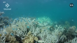 VOA Asia Weekly: Historic Coral Bleaching Warning from US Scientists 