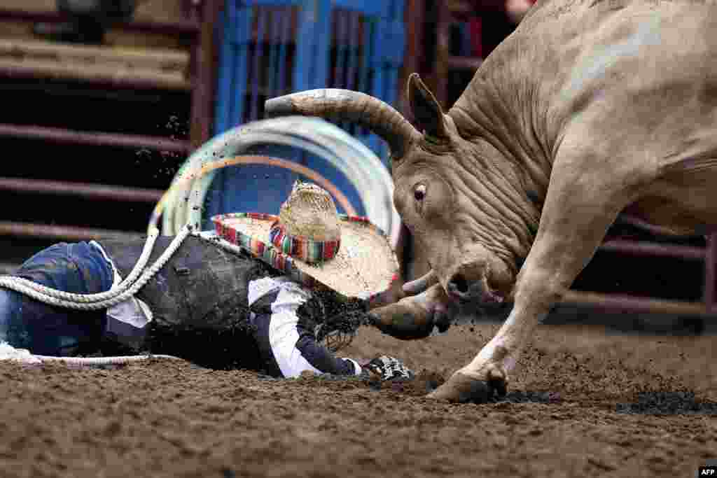 A prisoner falls to the ground during the Angola Prison Rodeo held at the Louisiana State Penitentiary, April 23, 2023, in Angola, Louisiana.