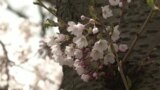 Расцветаа јапонските цреши во Торонто