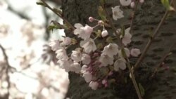 Расцветаа јапонските цреши во Торонто