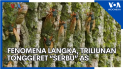 Fenomena Langka, Triliunan Tonggeret “Serbu” AS
