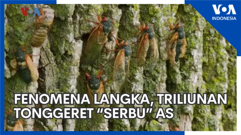 Fenomena Langka, Triliunan Tonggeret “Serbu” AS