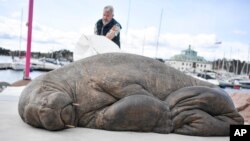 The sculpture of the walrus 'Freya' is unveiled in Oslo, Norway, April 29, 2023. The walrus was euthanized because the public did not keep their distance from her in August 2022.