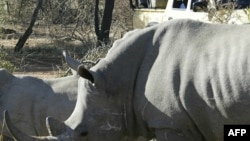 FILE - Rhinos graze at the Mokolodi Nature Preserve in Gaborone, Botswana, July 10, 2003. 