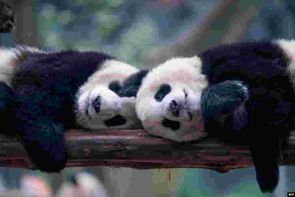 Pandas play inside their enclosure at a zoo in China's southwestern Chongqing municipality, Jan. 7, 2024.