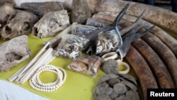 FILE - Animals body parts, including pangolin scales and tiger claws, seized by Malaysia's customs officers from a trafficker are displayed during a news conference at Port Klang, Selangor, Malaysia, July 18, 2022.