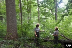 Ana Chuquin (kanan), ahli botani dari National Park Service dan Megan Nortrup, Information Sharing Specialist untuk National Park Service berdiri di area regenerasi tanaman di Rock Creek Park, Washington, DC, 17 Agustus 2023. (OLIVIER DOULIERY / AFP)