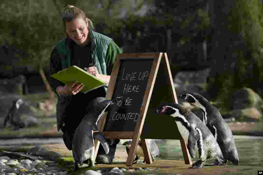 Penguins line up to be counted during the stock take at ZSL London Zoo, in London.