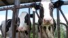 FDA: US commercial milk supply safe despite discovery of bird flu virus fragments 