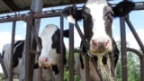 FILE - Cows are pictured at a University of Vermont dairy farm, July 23, 2020, in Burlington. The U.S. Food and Drug Administration said April 25, 2024, that more testing was required to determine whether a live bird flu virus was still intact in milk samples taken nationwide. 