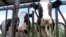 FILE - Cows are pictured at a University of Vermont dairy farm, July 23, 2020, in Burlington. The U.S. Food and Drug Administration said April 25, 2024, that more testing was required to determine whether a live bird flu virus was still intact in milk samples taken nationwide. 