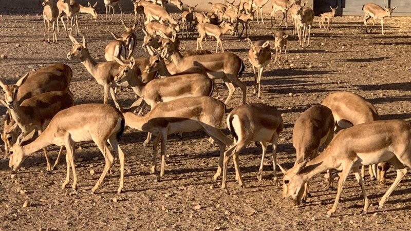 لە هەندێک ناوچەی هەرێمی کوردستان ئاژەڵە کێوییەکان 