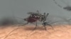 An Aedes aegypti mosquito sucks blood from a person at a laboratory of the Center for Parasitological and Vector Studies of the national scientific research institute CONICET, in La Plata, Buenos Aires Province, Argentina, on March 26, 2024. 