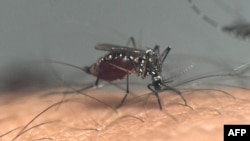 An Aedes aegypti mosquito sucks blood from a person at a laboratory of the Center for Parasitological and Vector Studies of the national scientific research institute CONICET, in La Plata, Buenos Aires Province, Argentina, on March 26, 2024. 