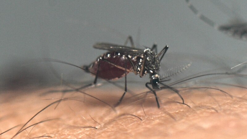 Latin America, Caribbean Set for Record Dengue Season 