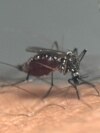 An Aedes aegypti mosquito sucks blood from a person at a laboratory of the Center for Parasitological and Vector Studies of the national scientific research institute CONICET, in La Plata, Buenos Aires Province, Argentina, on March 26, 2024. 