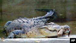 Crocodilo com membro de uma vitima. Foto de arquivo