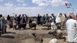 چمن ښار کې د څاروو د غوښې بیعې زیاتې شوي دي
