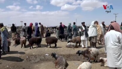 چمن ښار کې د څاروو د غوښې بیعې زیاتې شوي دي

