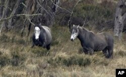 Dua kuda liar (brumby) di lapangan terbuka Taman Nasional Kosciuszko, New South Wales, Australia, Minggu, 20 Mei 2018. (Perusahaan Penyiaran Australia via AP).