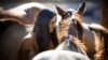 Study: Horses Were in American West by Early 1600s