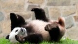 Giant panda Xiao Qi Ji plays at his enclosure at the Smithsonian National Zoo in Washington, Sept. 28, 2023.