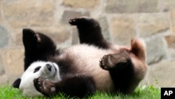 Giant panda Xiao Qi Ji plays at his enclosure at the Smithsonian National Zoo in Washington, Sept. 28, 2023.