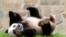 Giant panda Xiao Qi Ji plays at his enclosure at the Smithsonian National Zoo in Washington, Sept. 28, 2023.