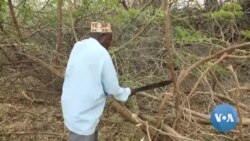 Invasive Plant Worsens Drought in Northern Kenya