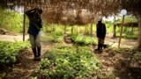 Growing Agricultural Enterprises in Africa