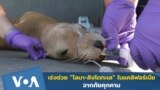 Thumbnail Rescuers Save California Sea Lions