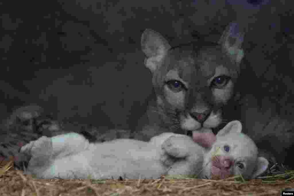 A puma licks her month-old albino puma cub, born in captivity, at their enclosure at Thomas Belt zoo, in Juigalpa, Nicaragua, Aug. 22, 2023.