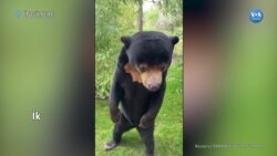 “Çin’deki ayılar gerçek” 