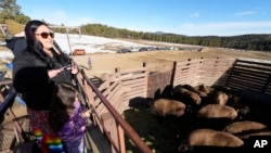 A visitor prepares to photograph of some of the more than 30 Denver Mountain Park bison to be transferred to representatives of four Native American tribes and one memorial council as they reintroduce the animals to tribal lands, March 15, 2023, near Golden, Colo.