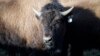 US Tribes Get Bison as They Seek to Restore Bond With Animal