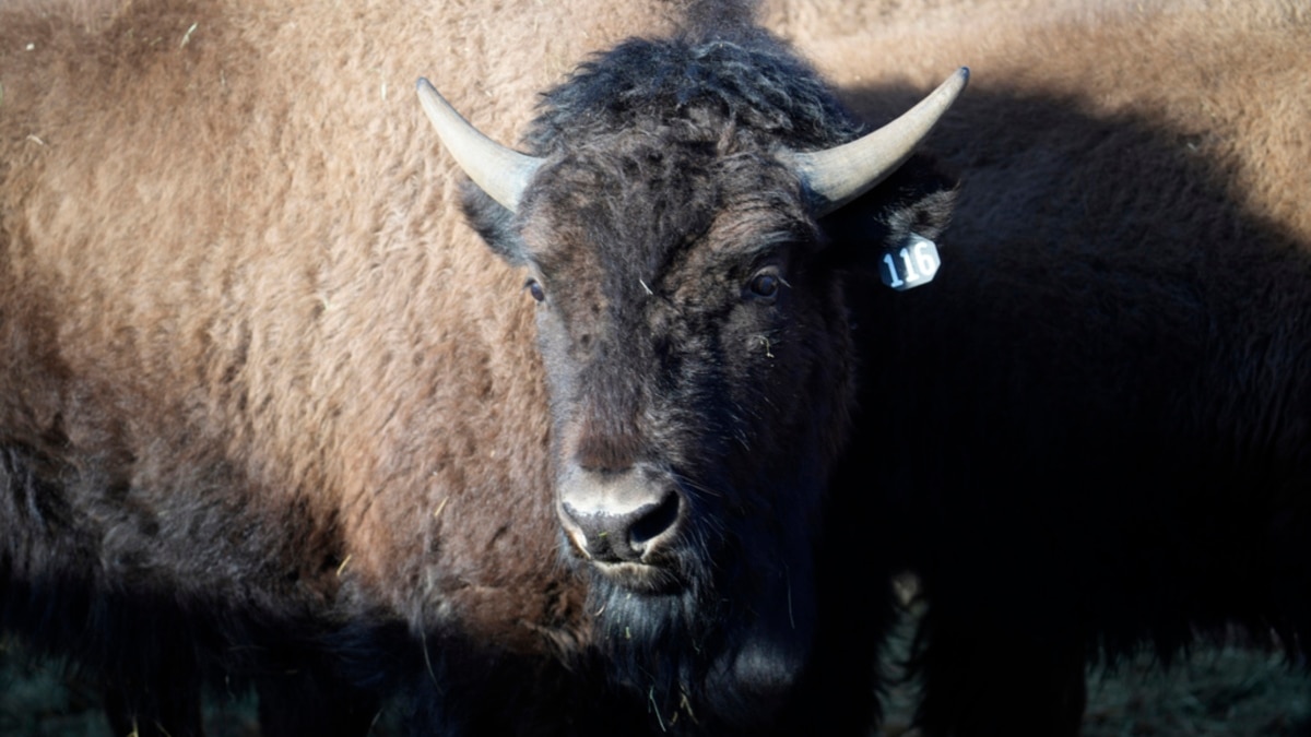 US Tribes Get Bison as They Seek to Restore Bond With Animal - Vimarsana News