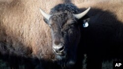 One of more than 30 Denver Mountain Park bison stands in a corral ahead of the animals' transfer to representatives of four Native American tribes and one memorial council, who will reintroduce the animals to tribal lands, March 15, 2023, near Golden, Colo.