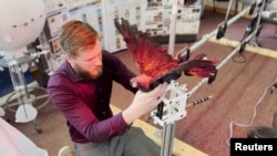 Brendn Herkenhoff, PhD student at New Mexico Tech, is preparing taxidermy bird.